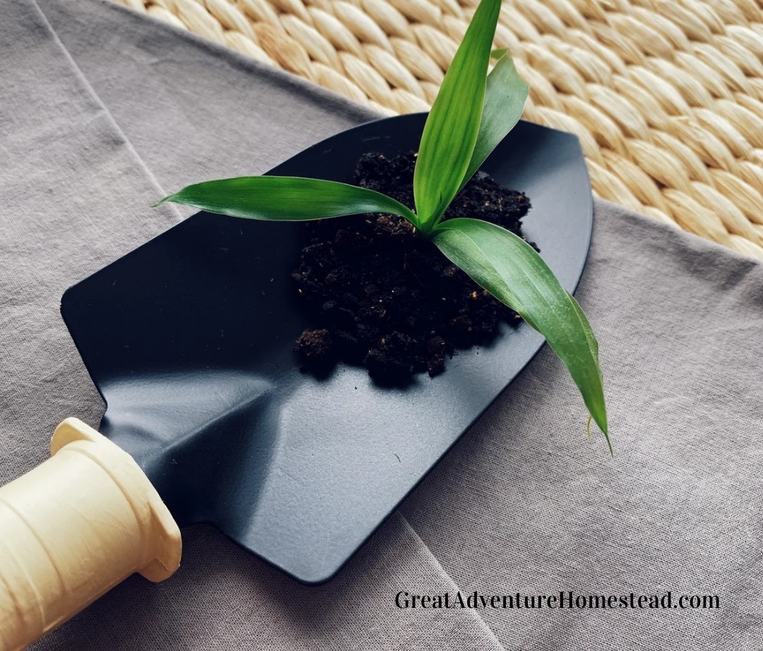 Ideas for Your Garden Your Story_20240803_122512_0000~2